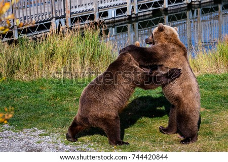 Two Alaska brown bears standing and wrestling on the grassy edge of a lake
