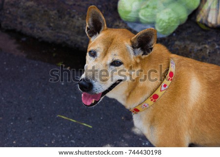 Asian brown dog