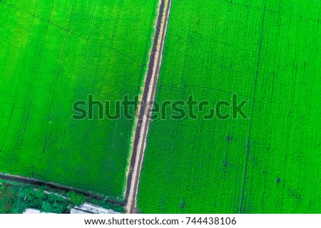 Paddy rice terrace aerial shot green background agricultural industry
