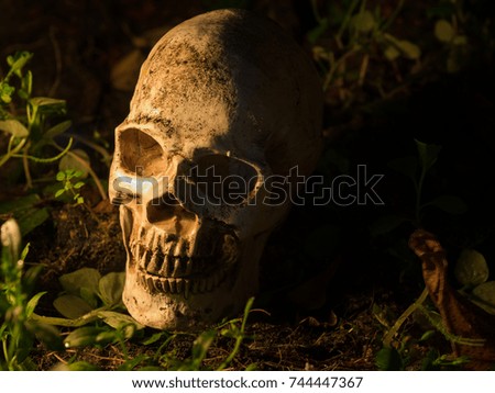 The skull is placed on lawn and light from the candle to the skull. concept of death and Halloween