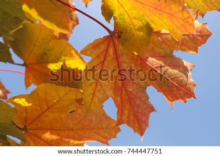 A Maple tree in fall colors photographed near Shelton, WA, USA.