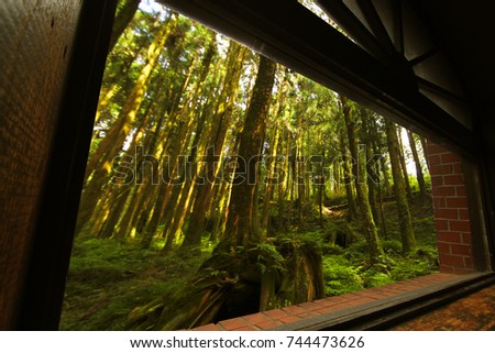 View of forest from the big window