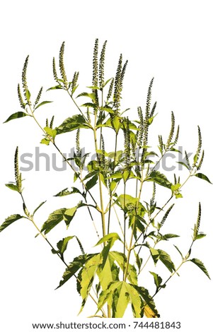 Field grass on a white background. Russia, the Volga Delta, August.