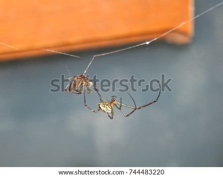 Leucauge Venusta (Orchard Orbweaver Spider) and it's prey in Brisbane, Australia.