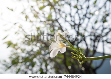 Plumeria,White plumelade on bokeh background