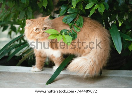 Cat on stone fence over garden, Beautiful Red Cat with Yellow Eyes in the sunshine Outdoor