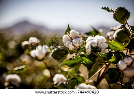 Raw Organic Cotton Growing at the Base of the Desert Mountains Royalty-Free Stock Photo #744490420
