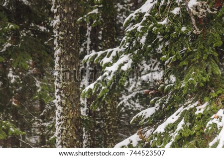 A green branch of fir with the first snow
