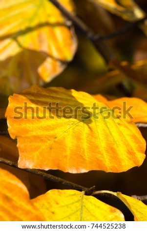 Color outdoor fall natural close up foliage image of autumnal yellow brown leaves taken in a forest on a sunny bright fall day with natural blurred background