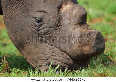 White Rhino (Ceratotherium simum) grazing on short green grass