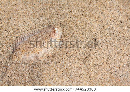 Close up underwater photo of flat sole fish burying in sand beach sea bottom. Protective camouflage, mimicry and ocean floor imitation pattern of flounders and flatfishes. Marine animals background. Royalty-Free Stock Photo #744528388