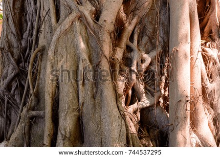 Natural color close up outdoor nature photography of massive tree roots and trunks taken in South Africa