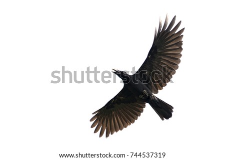 Image of black crow flying on white background. 