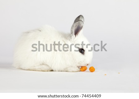 Spring or Easter concept image. Side view of one cute white bunny eating two pieces of a carrot. High resolution image taken in studio with copy-space for your ad.