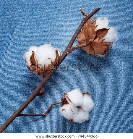 branch of a cotton plant on a denim, jeans