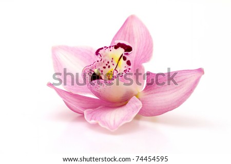 Beautiful pink orchid on white background Royalty-Free Stock Photo #74454595