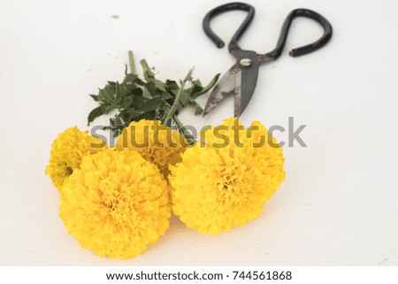 yellow flowers marigold for prepare florists on background white wood