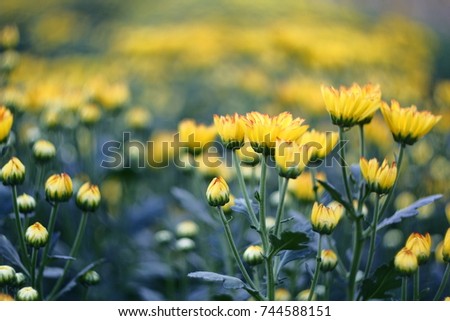 Chrysanthemum yellow flowers background selective focus and blurry