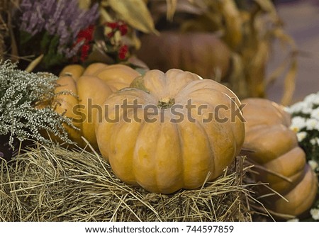 autumn vegetable pumpkin orange harvest symbol on a background of hay close-up