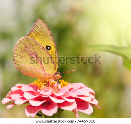 Southern Dogface Butterfly, Colias cesonia, on pink Zinnia flower Royalty-Free Stock Photo #74459818