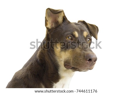Isolated brown Dog looking something on white