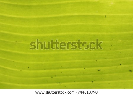 close up transparency banana leaf