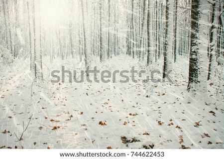  Winter forest on sun and tree in snow