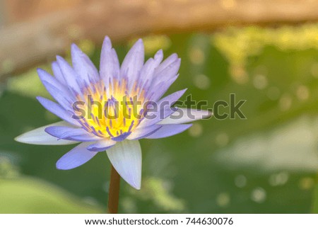 Lotus Flower in small pound, jar with warm peace mood and tone flowers nature background.