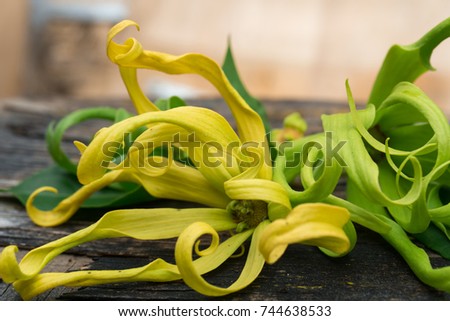 Ylang ylang flower from the Cananga odorata tree, useful for health Royalty-Free Stock Photo #744638533