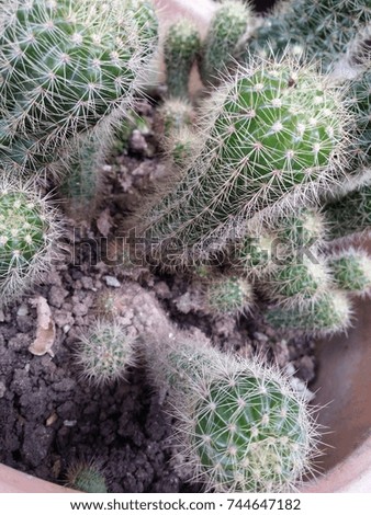 cactus
