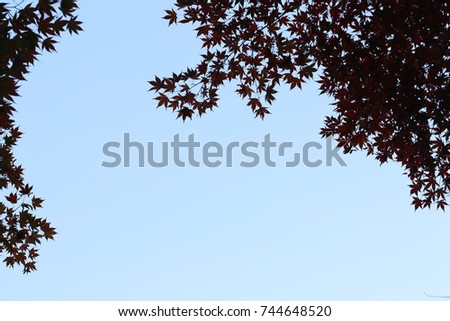 red maple tree on the sky