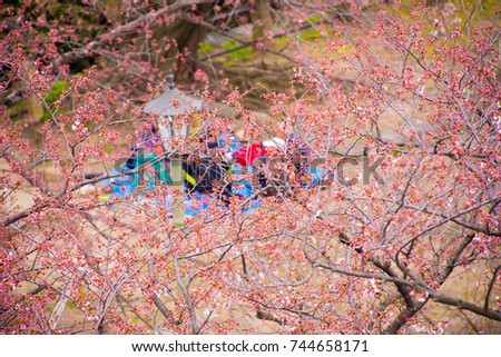 Sakura flower or cherry blossom is blooming on branches with people partying in a blurred background, the blossoming sakura painting the picture in pink color, the park is in Japan's city of Fukuoka