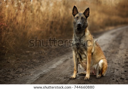 pregnant Belgian shepherd sits on the road in the mud amid the autumn fields. Malinois with a big belly. Fat dog for calendar Royalty-Free Stock Photo #744660880