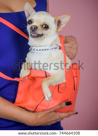 Puppy face with happy smile on violet background. Chihuahua dog smiling in orange bag. Protection, alertness, bravery. Pet, companion, friend, friendship. Devotion and constancy concept.
