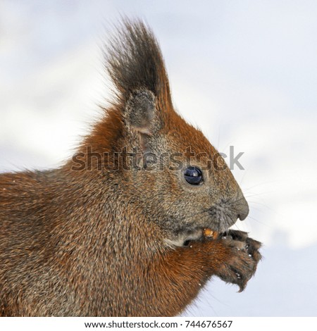 Cute fluffy squirrel eating nuts on a white snow in the winter forest, close up. Isolated on the white background.