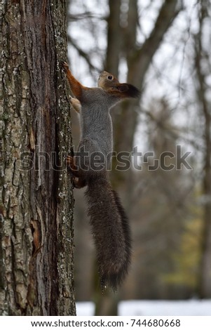 Red Squirrel climbing up on a tree