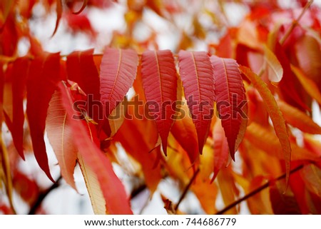Autumn Leaves Background. Colorful background of autumn leaves
