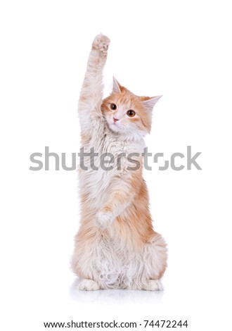 cute red and white cat waving to the camera, over white Royalty-Free Stock Photo #74472244