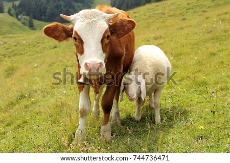 a little cow and a sheep are best friends Royalty-Free Stock Photo #744736471