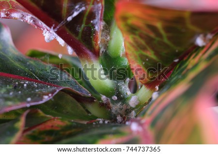 House plant croton (Codiaeum variegatum) damaged by mealybugs Royalty-Free Stock Photo #744737365