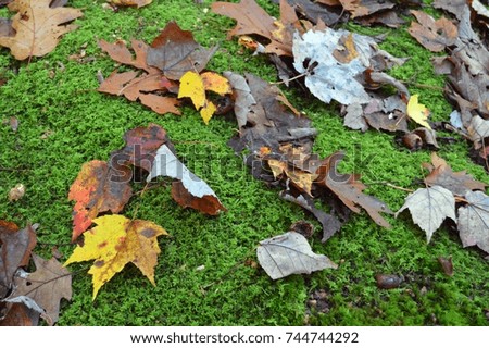 bright leafs resting on a mossy rock in the fall.