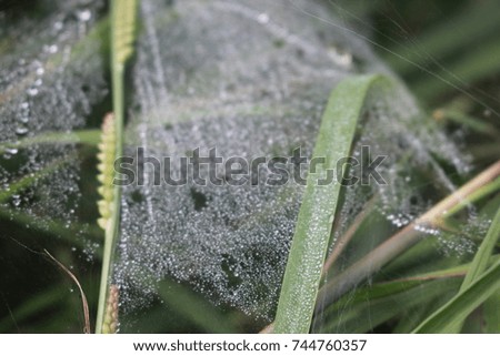 Dew drops on cobweb with grass