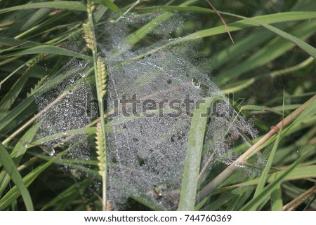 Dew drops on cobweb with grass