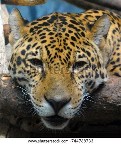 Jaguar is a big cat, a feline in the Panthera genus only extant Panthera species native to the Americas. Jaguar is the 3 largest feline after the tiger and lion, and the largest in the Americas. 