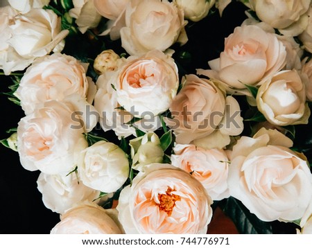 White and pink pion-shaped rose in a bouquet. Gentle wedding film photography. Peony rose