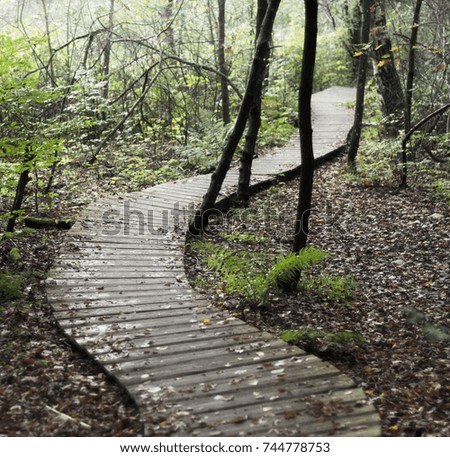 Path in a Danish forest