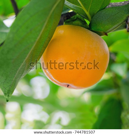  Ripe persimmon on a tree.