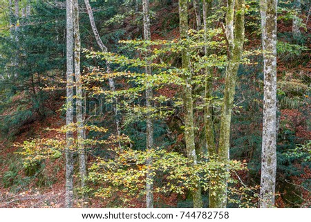 Beech forest, Fagus sylvatica. Forest of Valgrande, Pajares, Asturias.