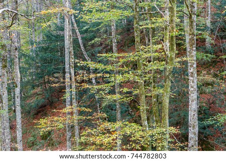 Beech forest, Fagus sylvatica. Forest of Valgrande, Pajares, Asturias.