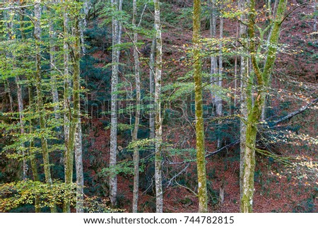 Beech, Fagus sylvatica. Forest of Valgrande, Pajares, Asturias.